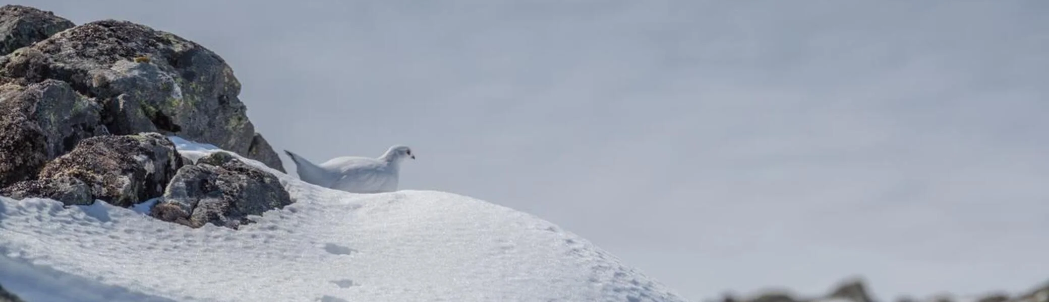 Schneehuhn | © Seidl Karl_DAV