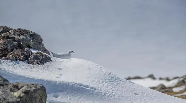 Schneehuhn | © Seidl Karl_DAV