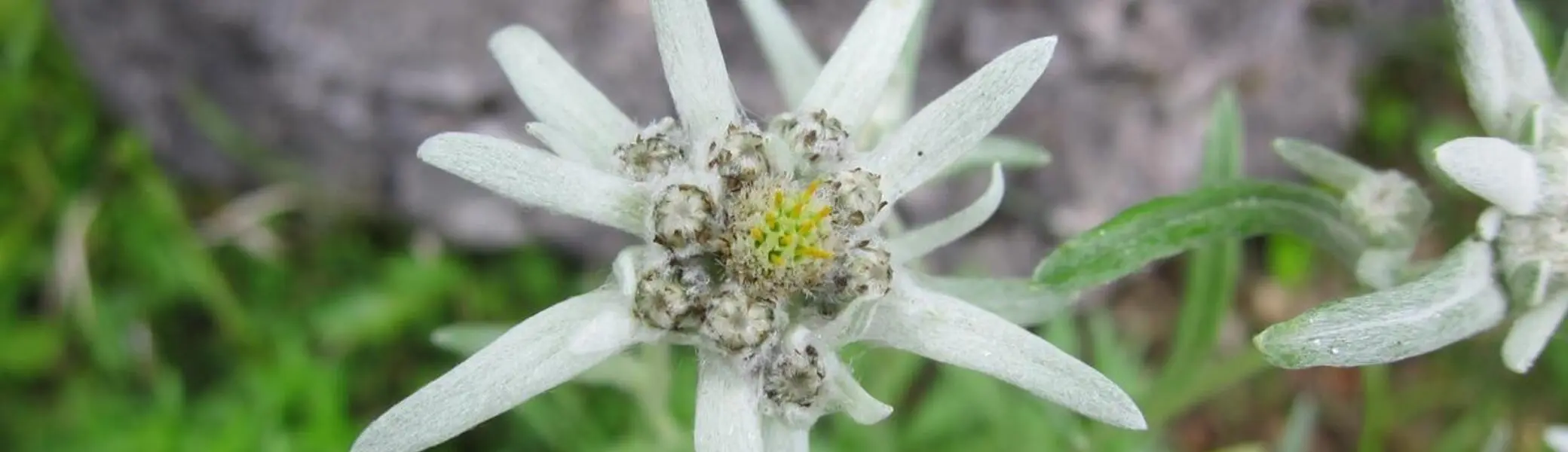 Edelweiß | © DAV Archiv