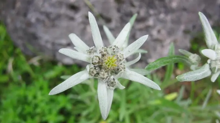 Edelweiß | © DAV Archiv