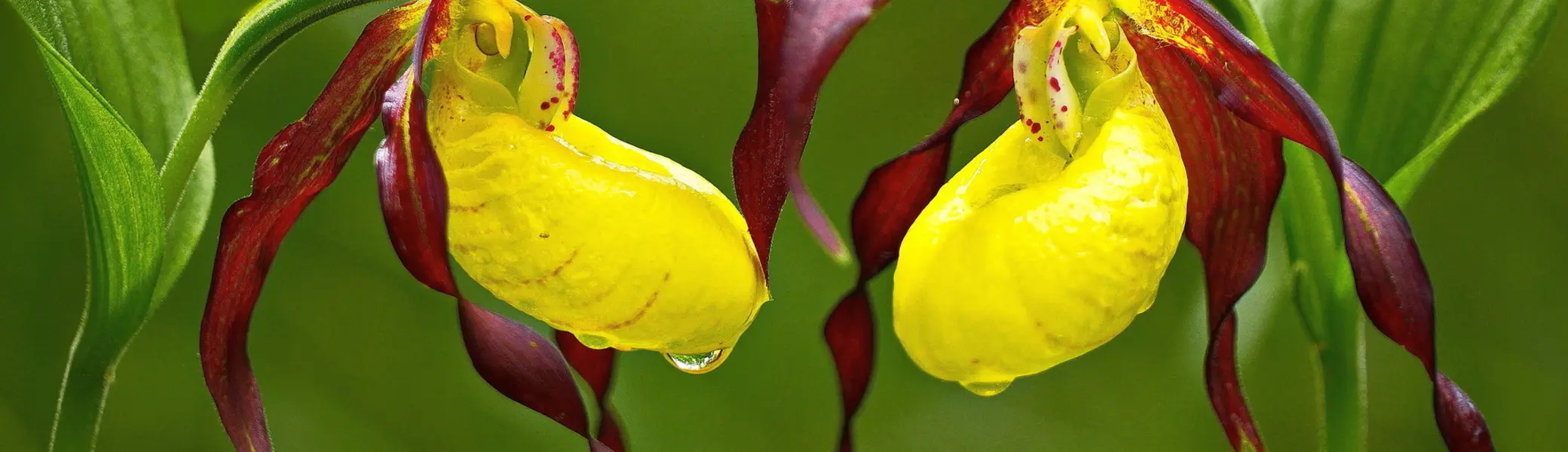 Frauenschuh | © Margit Hiller