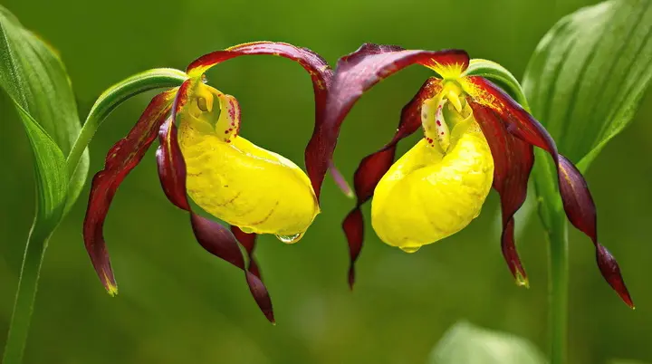 Frauenschuh | © Margit Hiller