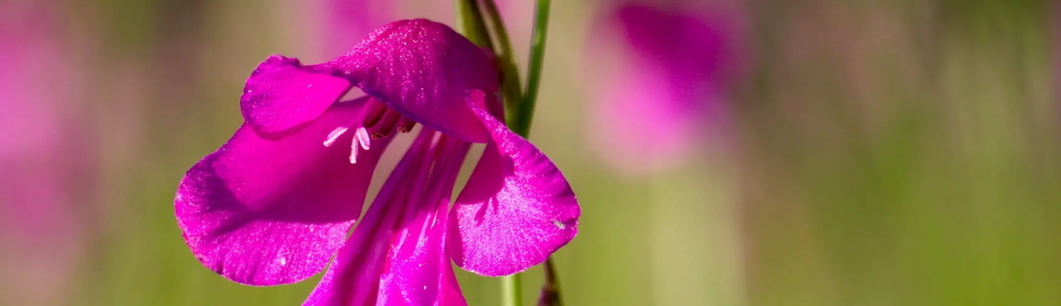 Sumpfgladiole | © Margit Hiller